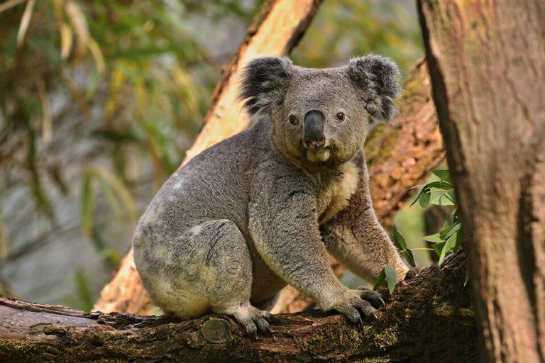 koala bear tree 1