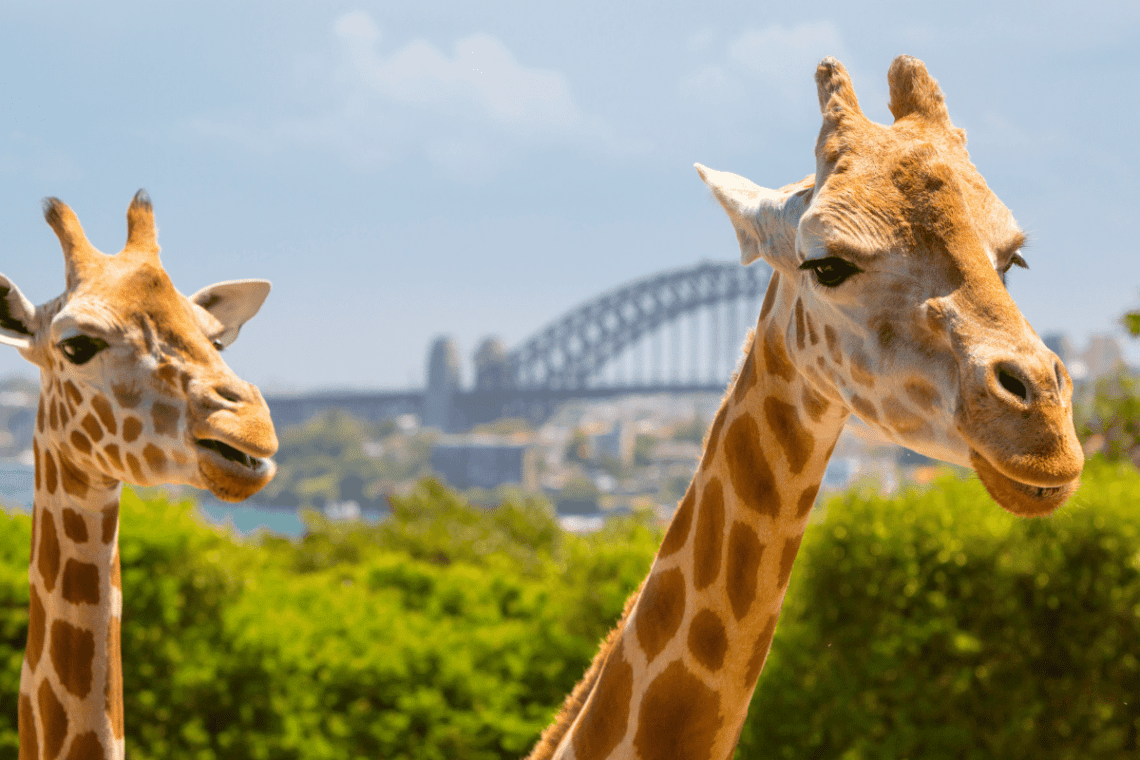 Taronga Zoo