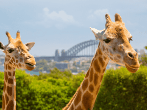 Taronga Zoo