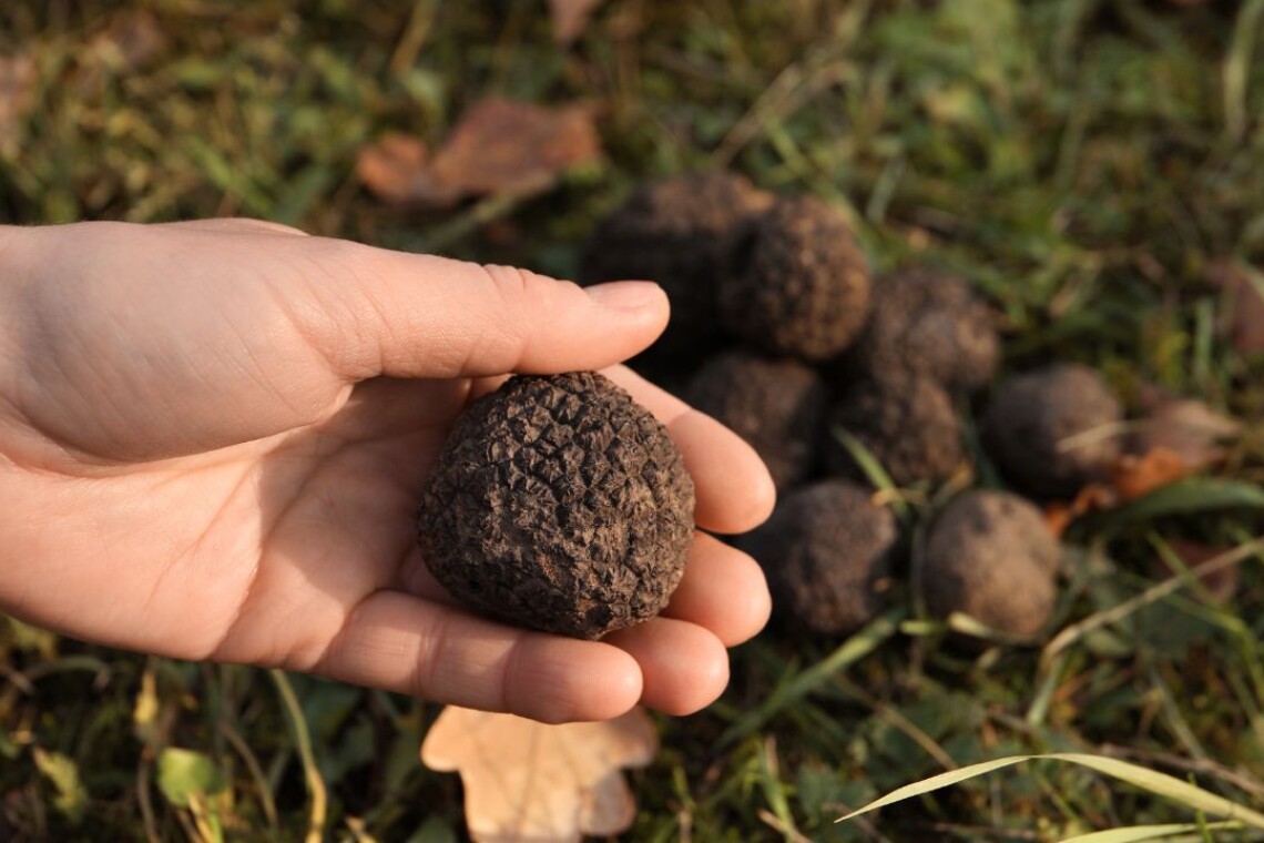 nsw winter getaways Truffle Hunt