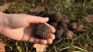 nsw winter getaways Truffle Hunt