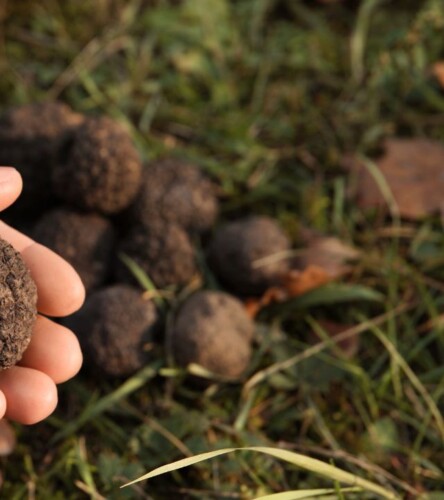 nsw winter getaways Truffle Hunt