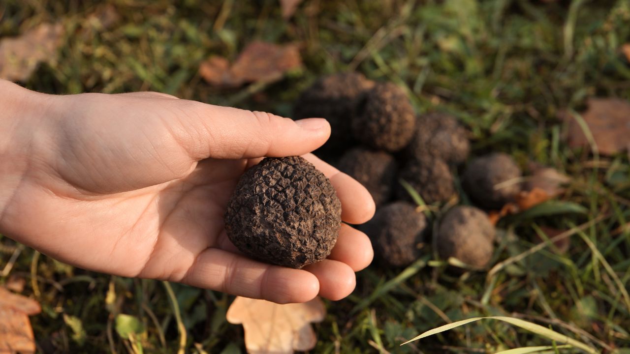 Truffle Hunt